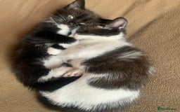 Mixed Breed cats for sale: Part Persian  - Image 17