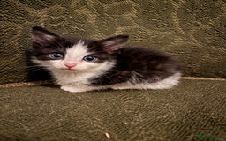 Ragdoll cats for sale: Ragdoll x - Advert 2