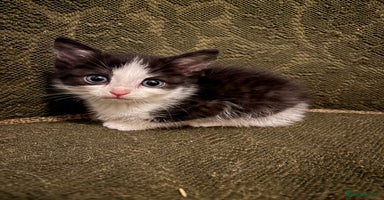 Ragdoll cats Ragdoll x - Advert 4