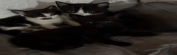 European cats for sale: 8 weeks  - Advert 2