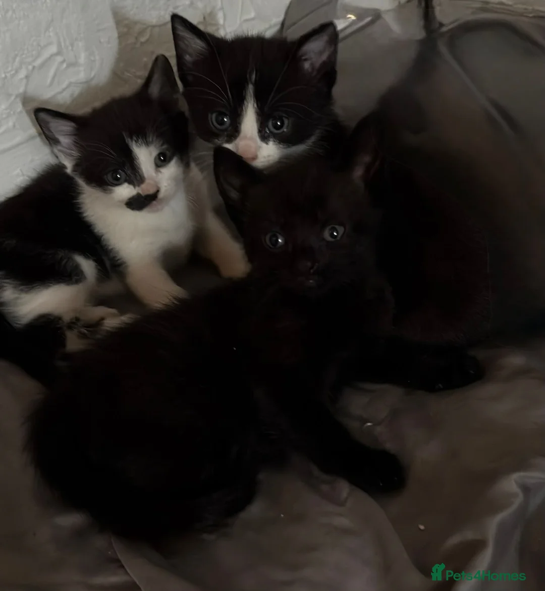 European cats for sale: 8 weeks  - Advert 2