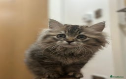 Napoleon cats for sale: 1 boy & 2 girls minuet kittens ready for new home - Advert 5