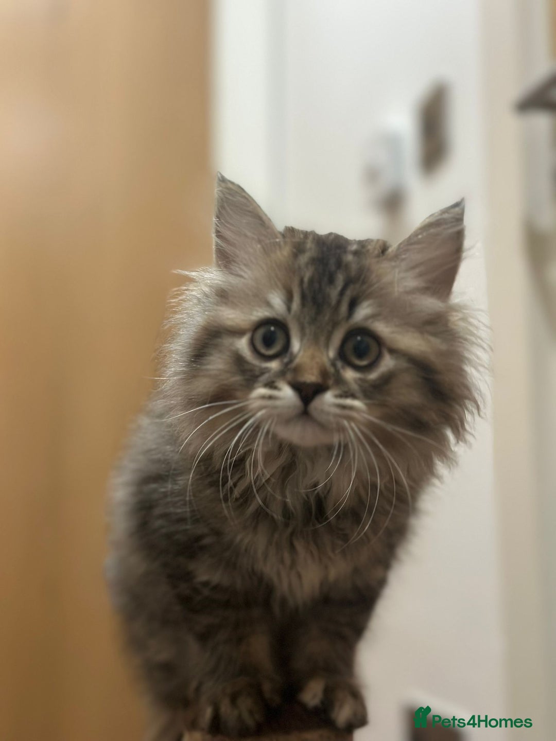 Napoleon cats for sale: 1 boy & 2 girls minuet kittens ready for new home - Advert 5