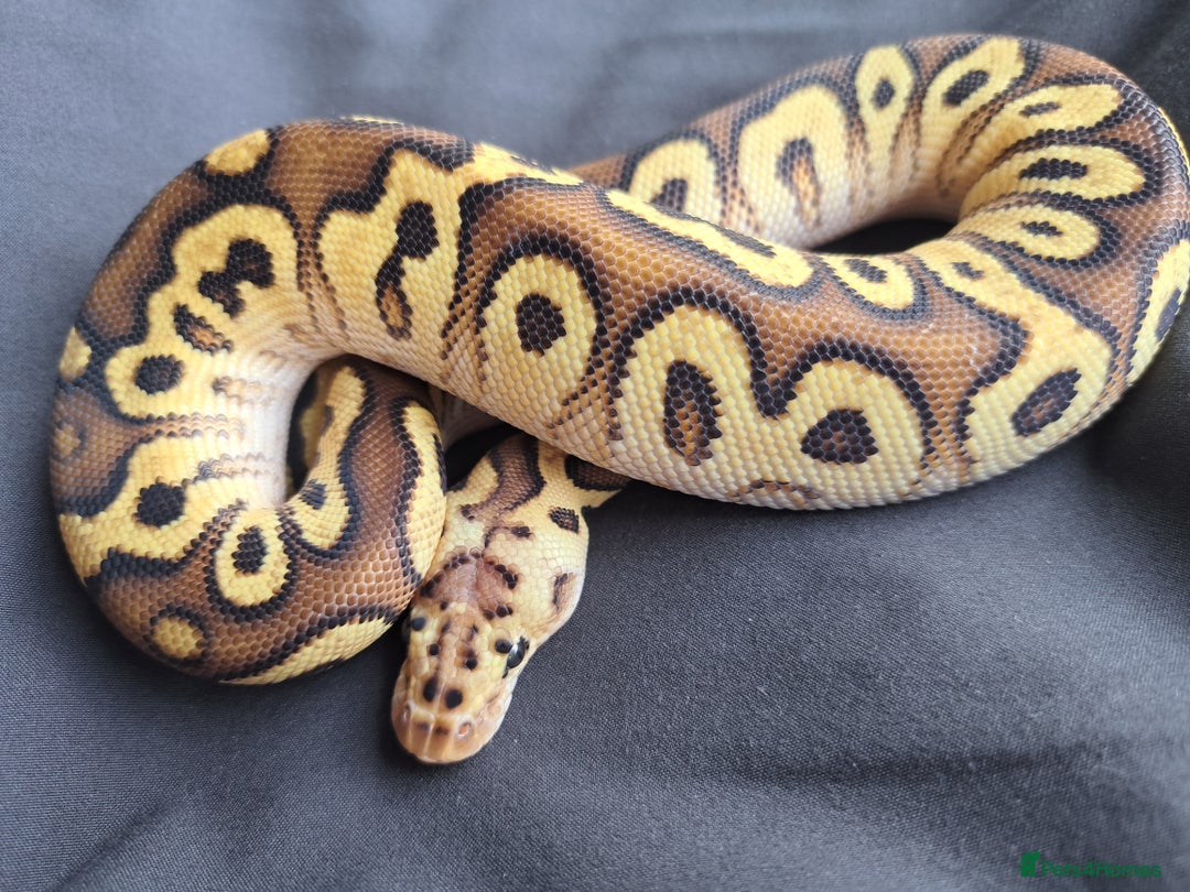 Python Snake reptiles for sale: Royal pythons for sale - Image 3
