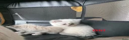Ragdoll cats for sale: Ragdoll Lynx Point Kittens - Advert 10