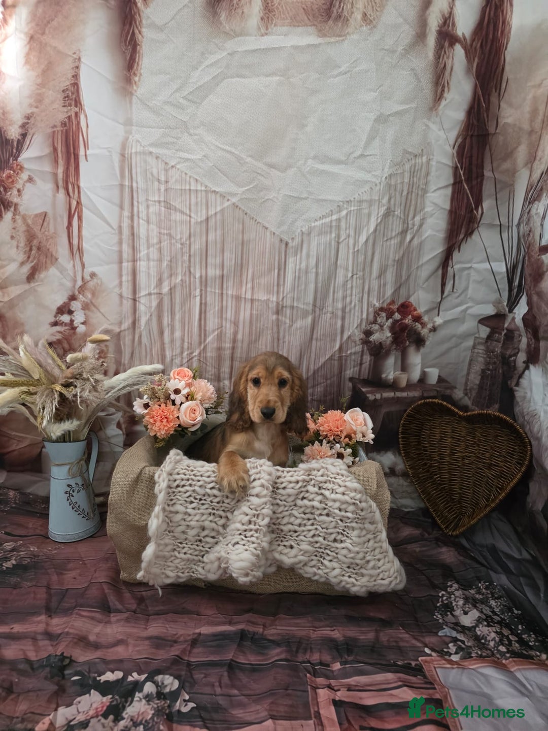 Cocker Spaniel dogs for sale: KC ENGLISH SHOW TYPE COCKER SPANIELS - Image 4