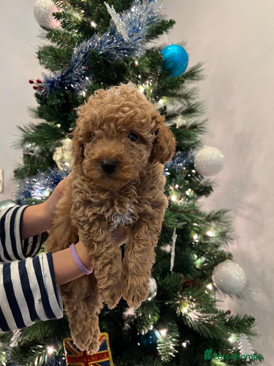 Toy Poodle dogs for sale: 4 stunning pure-bred Toy Poodle puppies - Advert 6