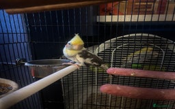 Cockatiels birds for sale: Cockatiel hen this years bird with cage  - Image 5