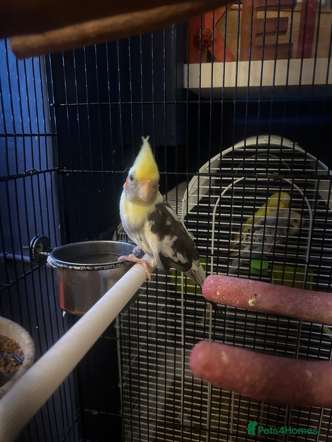 Cockatiels birds for sale: Cockatiel hen this years bird with cage  - Image 5