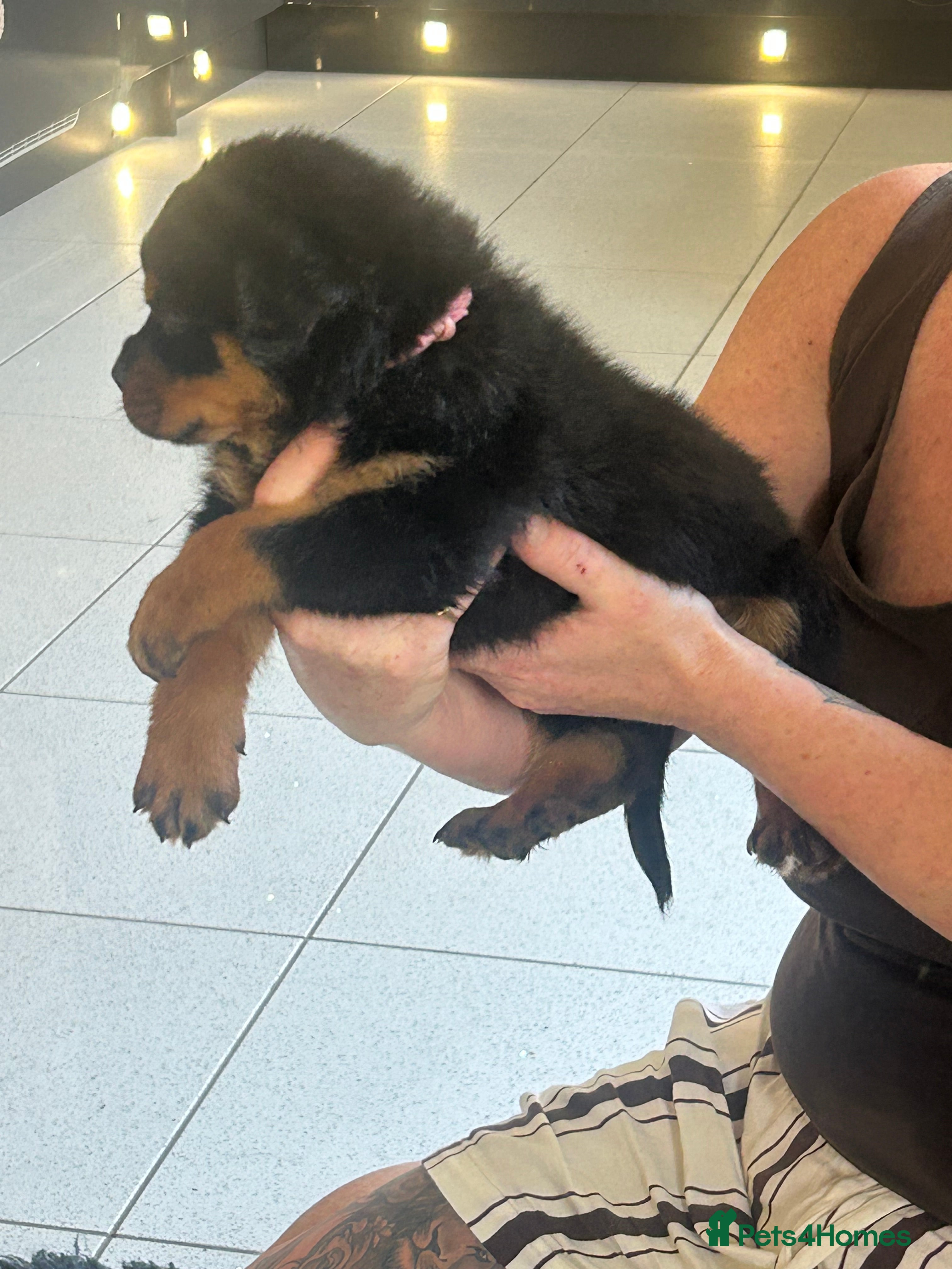 Rottweiler dogs Rottweiler pups £1500 - Advert 2