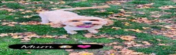 Cavapoo dogs for sale: ❤️ Red Cavapoo F1B Girls ❤️ - Advert 6