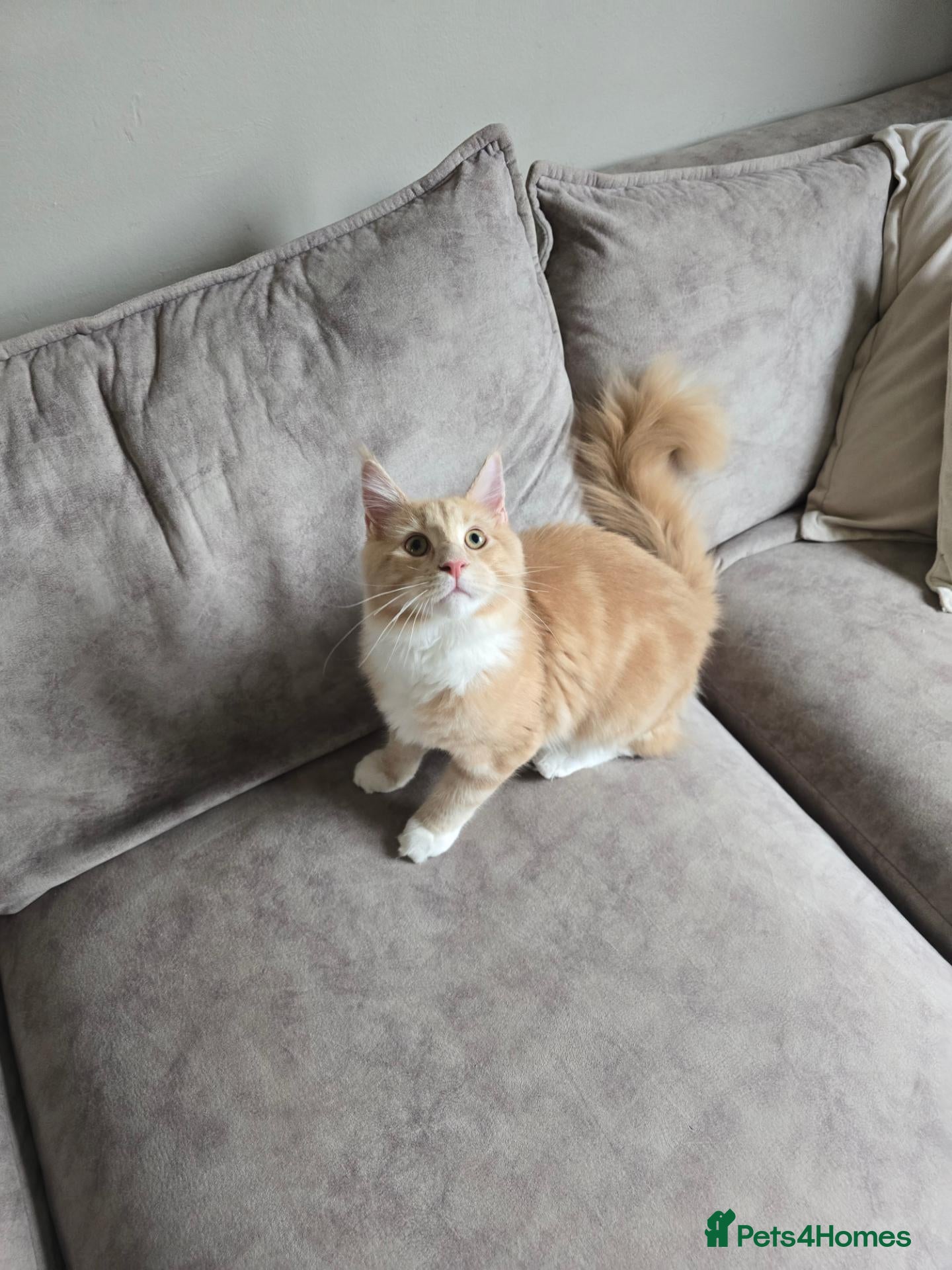 Maine Coon cats Large Pedigree TICA Maine Coon kittens- Last 2  - Advert 7