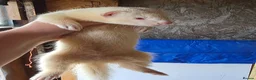 Ferret rodents for sale: 2 albino hob kits for sale - Advert 6