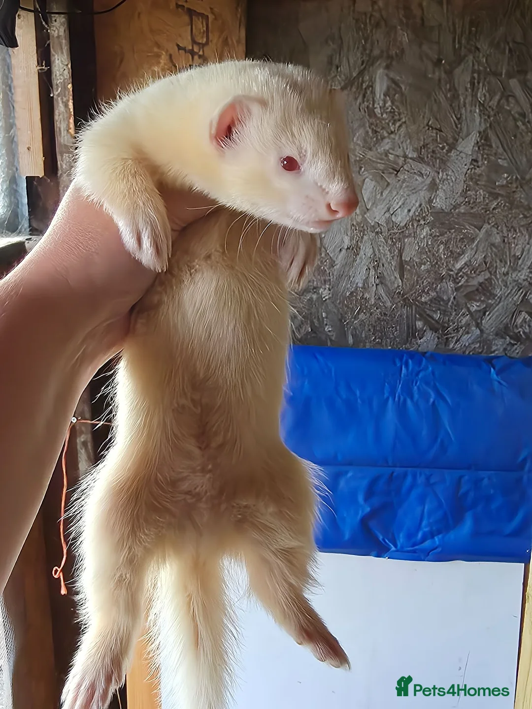 Ferret rodents for sale: 2 albino hob kits for sale - Advert 6