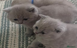 British Shorthair cats for sale: Tica registered British Shorthair Kittens - Image 5