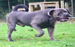 Boerboel dogs for stud: Imperial Health Tested & Champion Stud in Eastleigh - Image 38