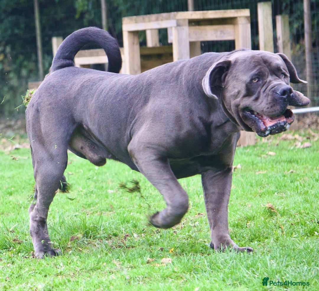 Boerboel dogs for stud: Imperial Health Tested & Champion Stud in Eastleigh - Image 38