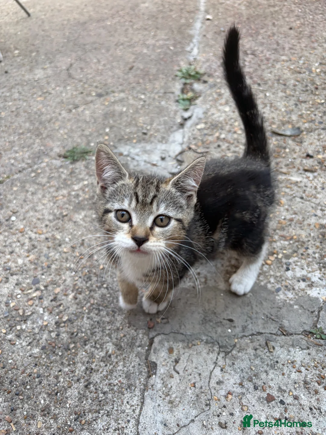Mixed Breed cats for sale: 3 cute cats looking for a new home  in London - Advert 2
