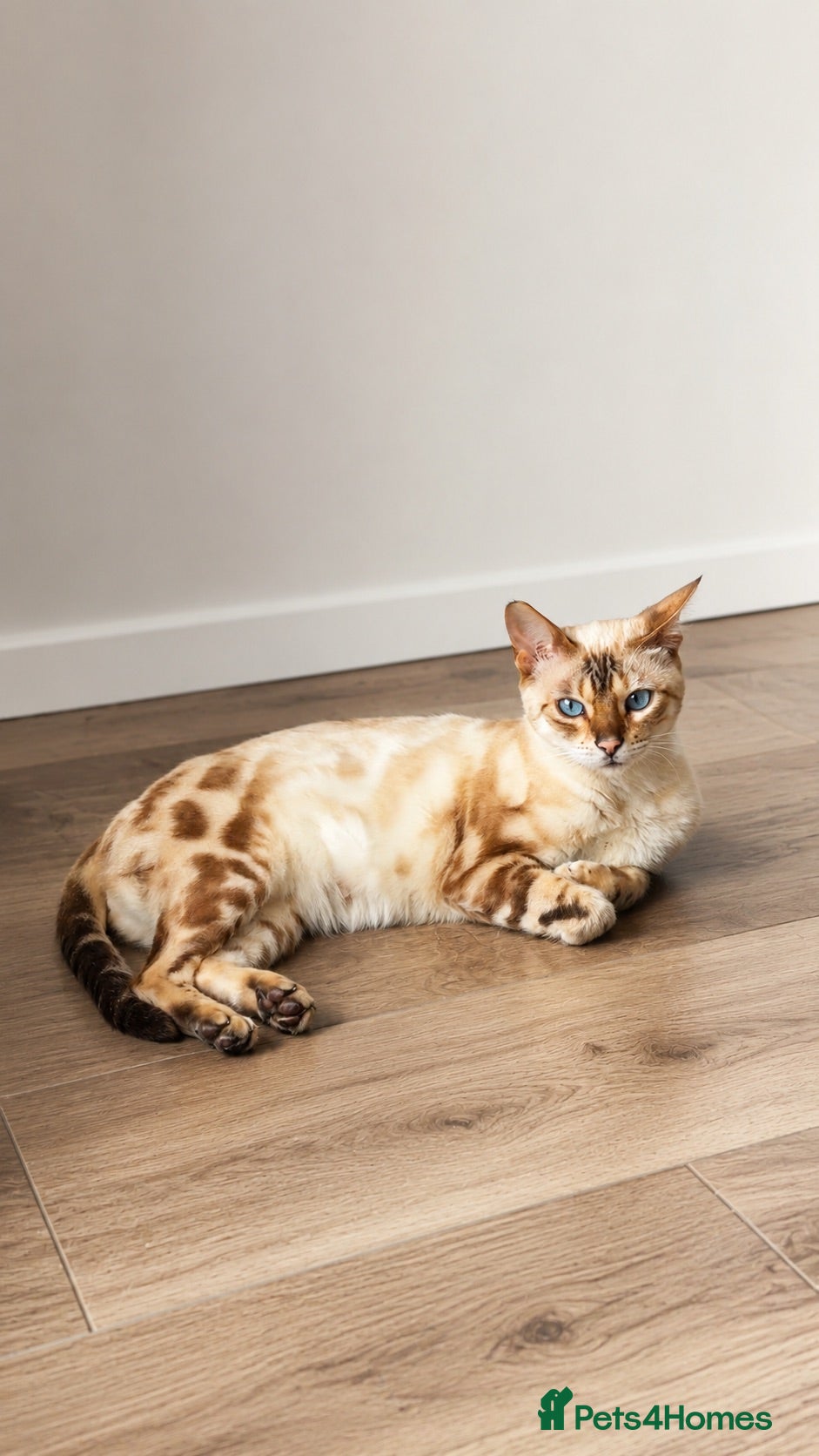Bengal cats Snow Marble Bengal - Advert 1