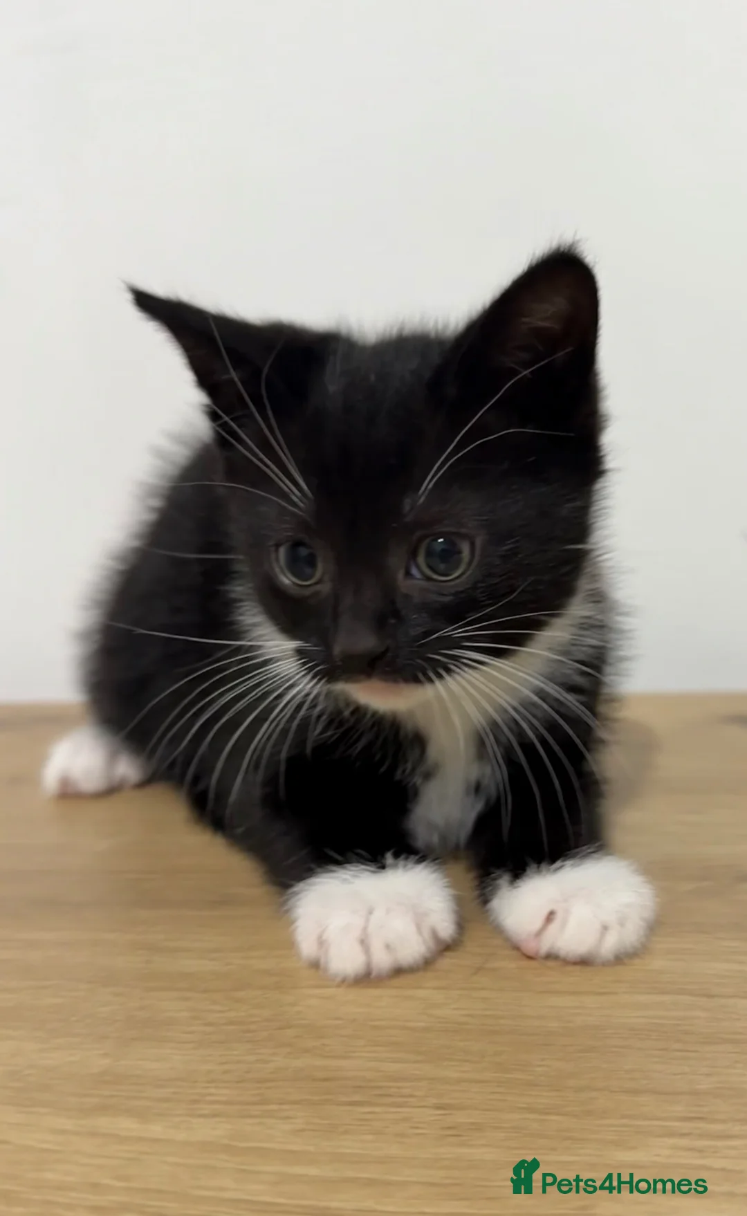 Mixed Breed cats for sale: Chopstick, a male tuxedo kitten - Advert 1