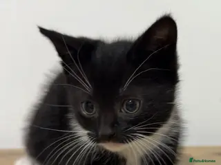 Mixed Breed cats Chopstick, a male tuxedo kitten - Advert 4