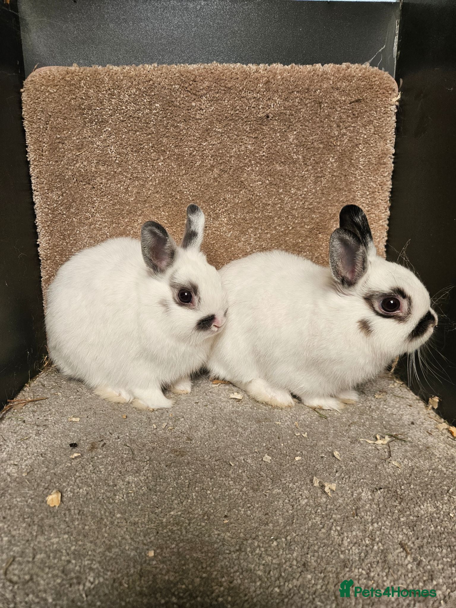 Netherland Dwarf rabbits Pure Bred Netherland Dwarf Does - Broken pattern  - Advert 2