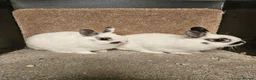 Netherland Dwarf rabbits for sale: Pure Bred Netherland Dwarf Does - Broken pattern  - Advert 2