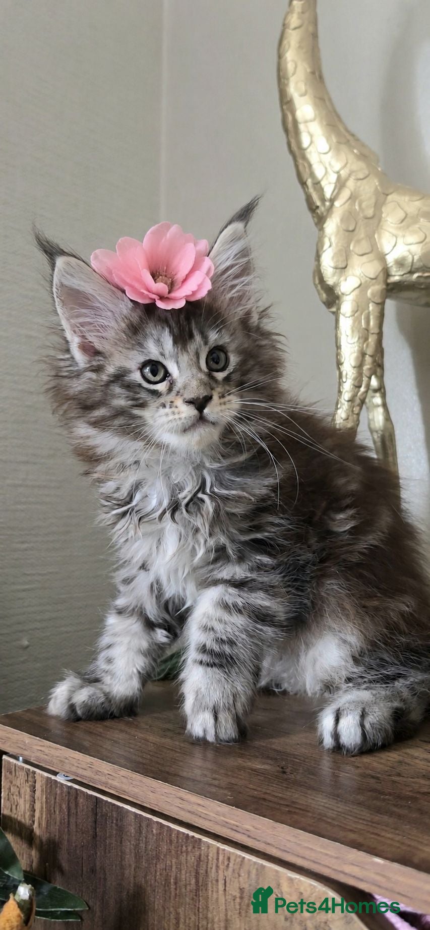 Maine Coon cats Beautiful Maine coon girl 🥰 - Advert 10