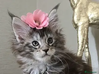 Maine Coon cats Beautiful Maine coon girl 🥰 - Advert 14