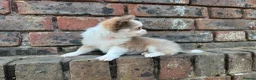 Chihuahua dogs for sale: **PRICE REDUCTION** 🐾🩶 READY TO GO LAST TINY BOY - Advert 24