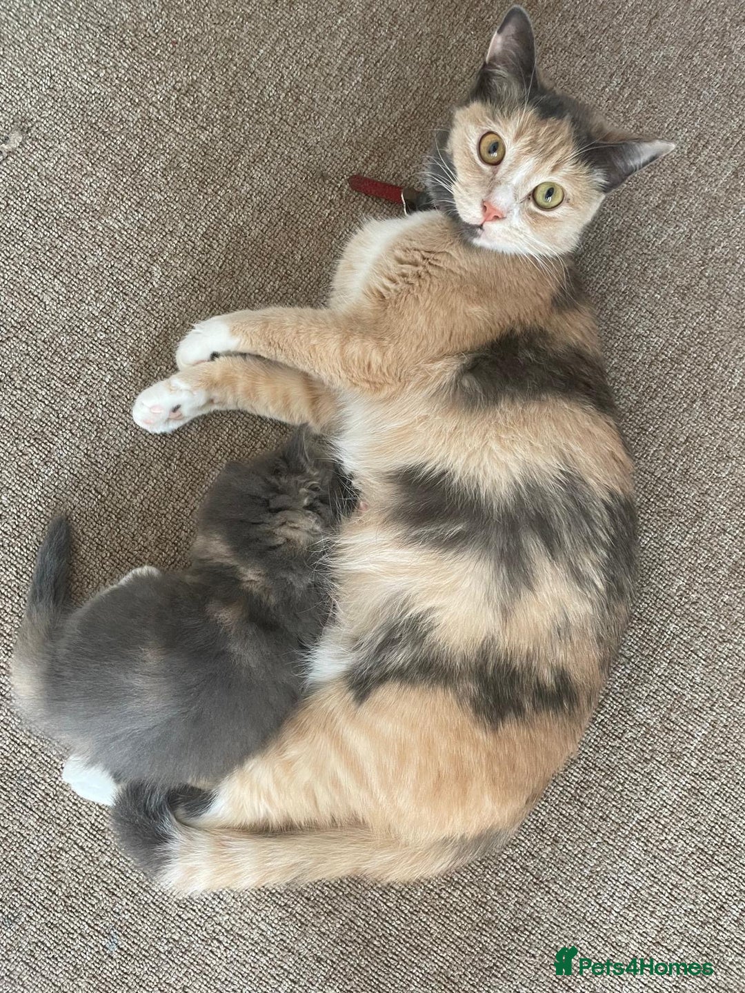 Mixed Breed cats for sale: Beautiful half britishshorthaired - Image 11