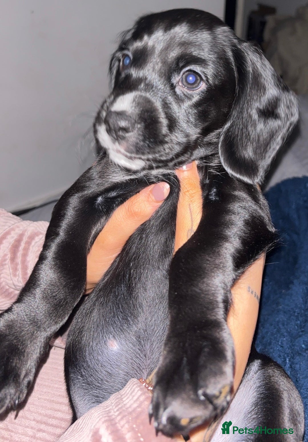 Cockerdor dogs for sale: 2025 litter (November)  - Advert 3
