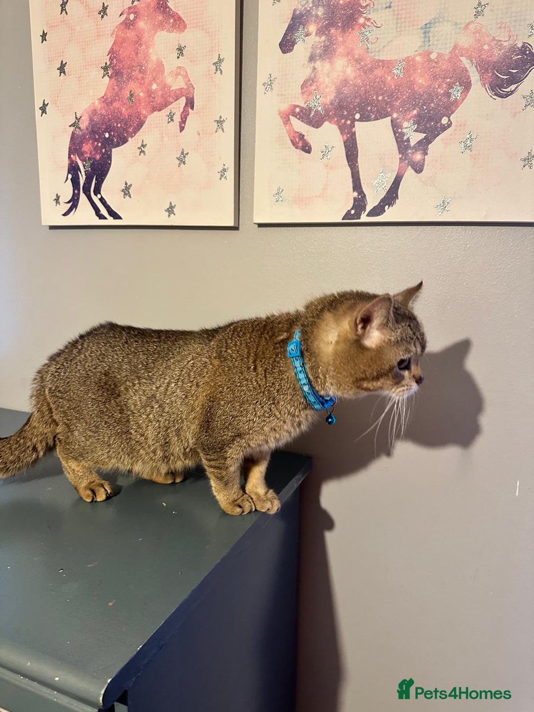 British Shorthair cats for sale: Active GCCF registered, BSH male NY12 - Advert 5