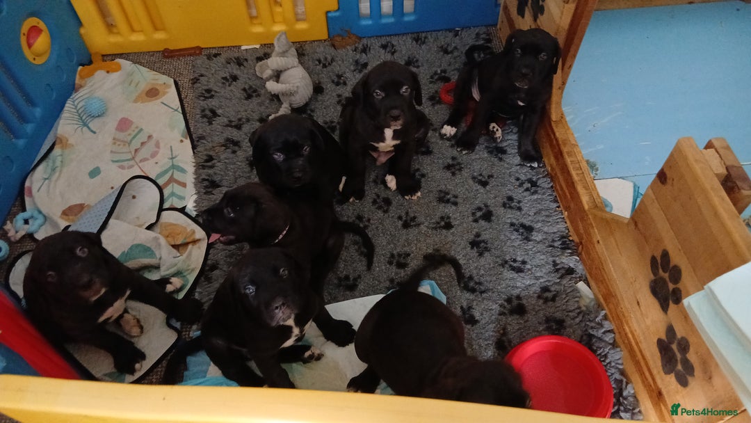 Cane Corso dogs for sale: Beautiful pups  - Image 2