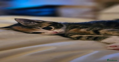 Domestic Shorthair cats - Advert 1