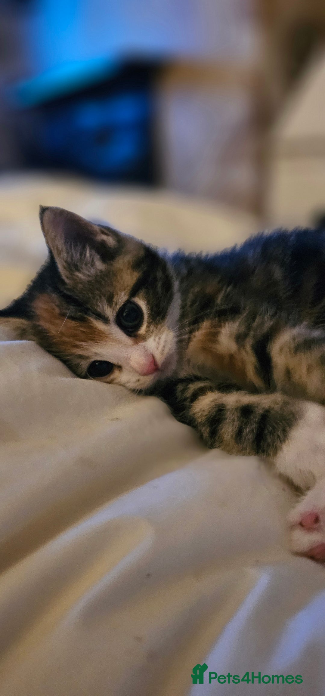 Domestic Shorthair cats for sale: Kittens looking for forever home 🧡🤎🧡 - Image 3