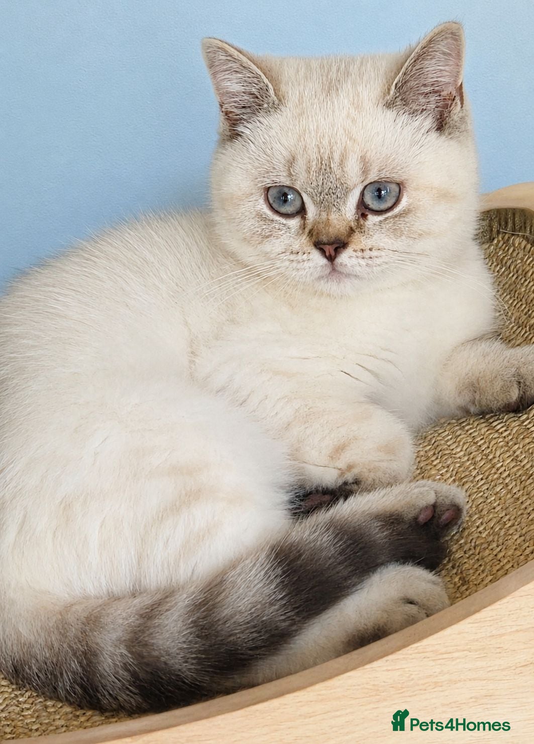 British Shorthair cats Stunning British Shorthair girl - Advert 1