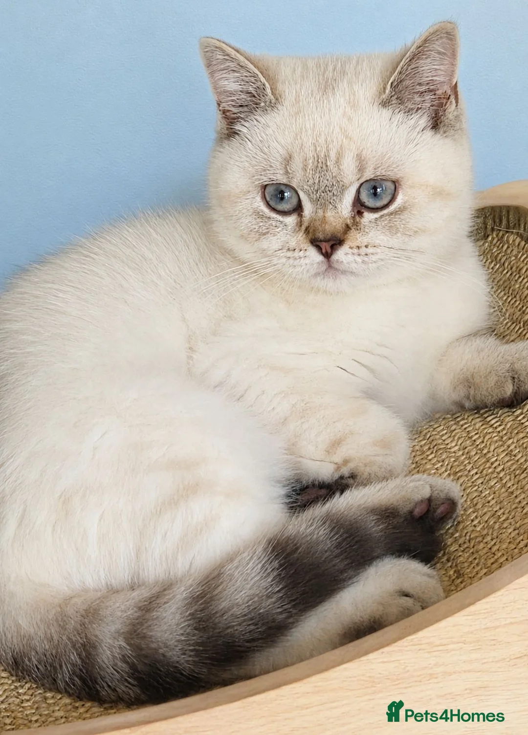 British Shorthair cats for sale: Stunning British Shorthair girl - Advert 1