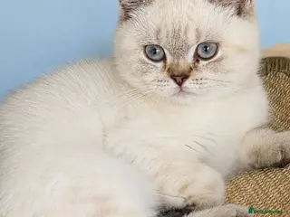 British Shorthair cats Stunning British Shorthair girl - Advert 1