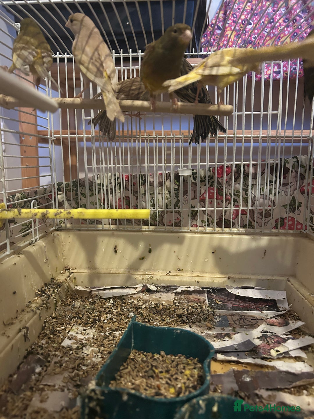 Canaries birds for sale: Canaries mixed colour  - Advert 3