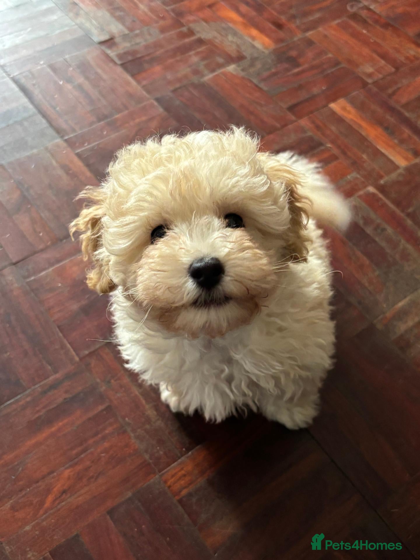 Toy Poodle dogs Asian Fusion - Advert 1