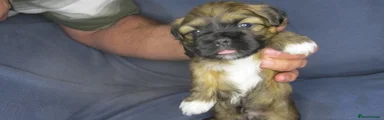 Shih Tzu Puppy 4