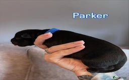 Staffordshire Bull Terrier dogs for sale: 4 Staffordshire Bull terrier Puppies  - Image 5