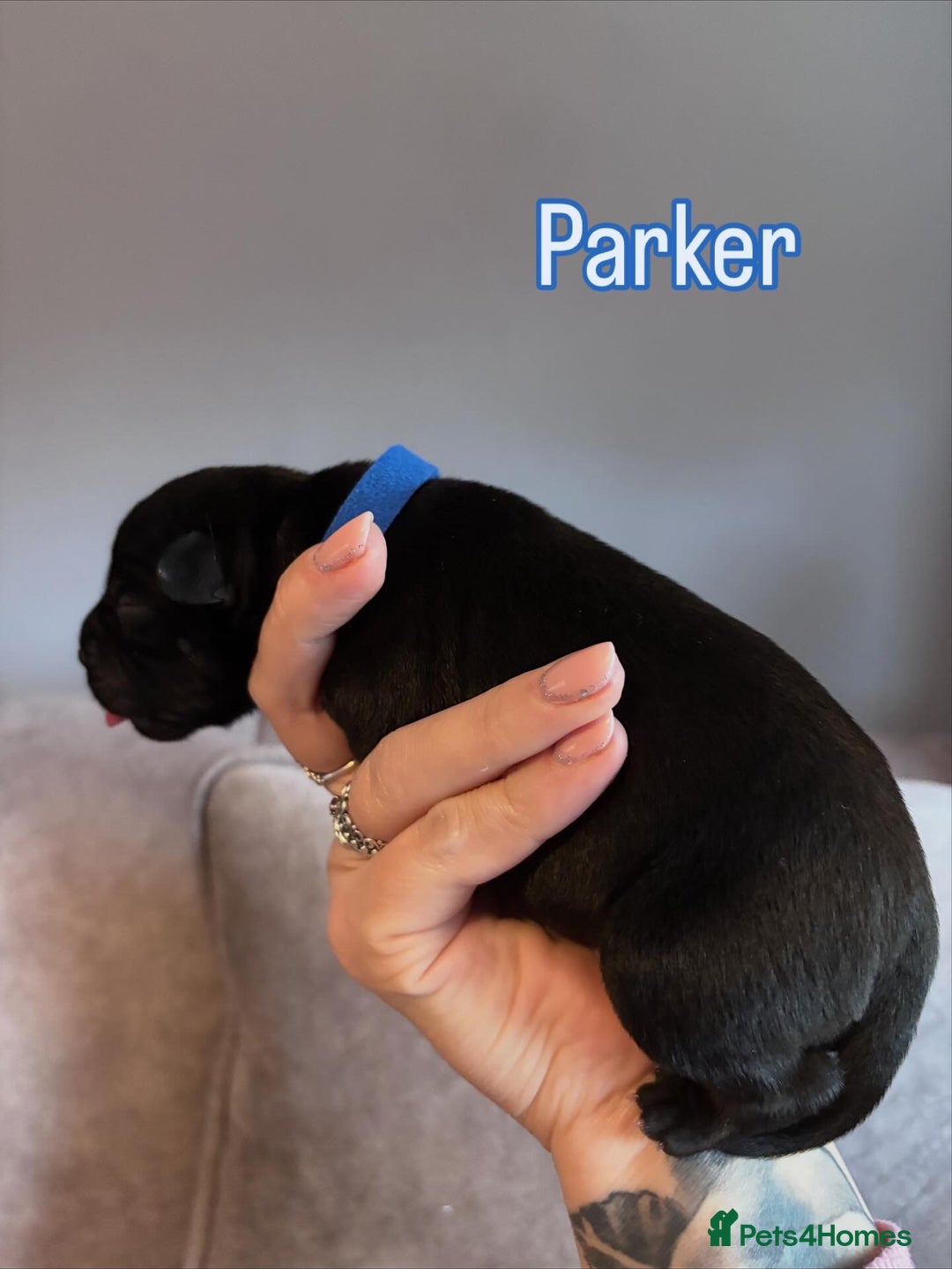 Staffordshire Bull Terrier dogs for sale: 4 Staffordshire Bull terrier Puppies  - Image 5