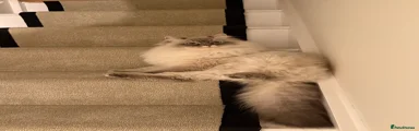 Siberian Kitten 1