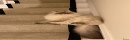 Siberian cats for sale: Siberian Neva Masquerade x2 - Advert 10