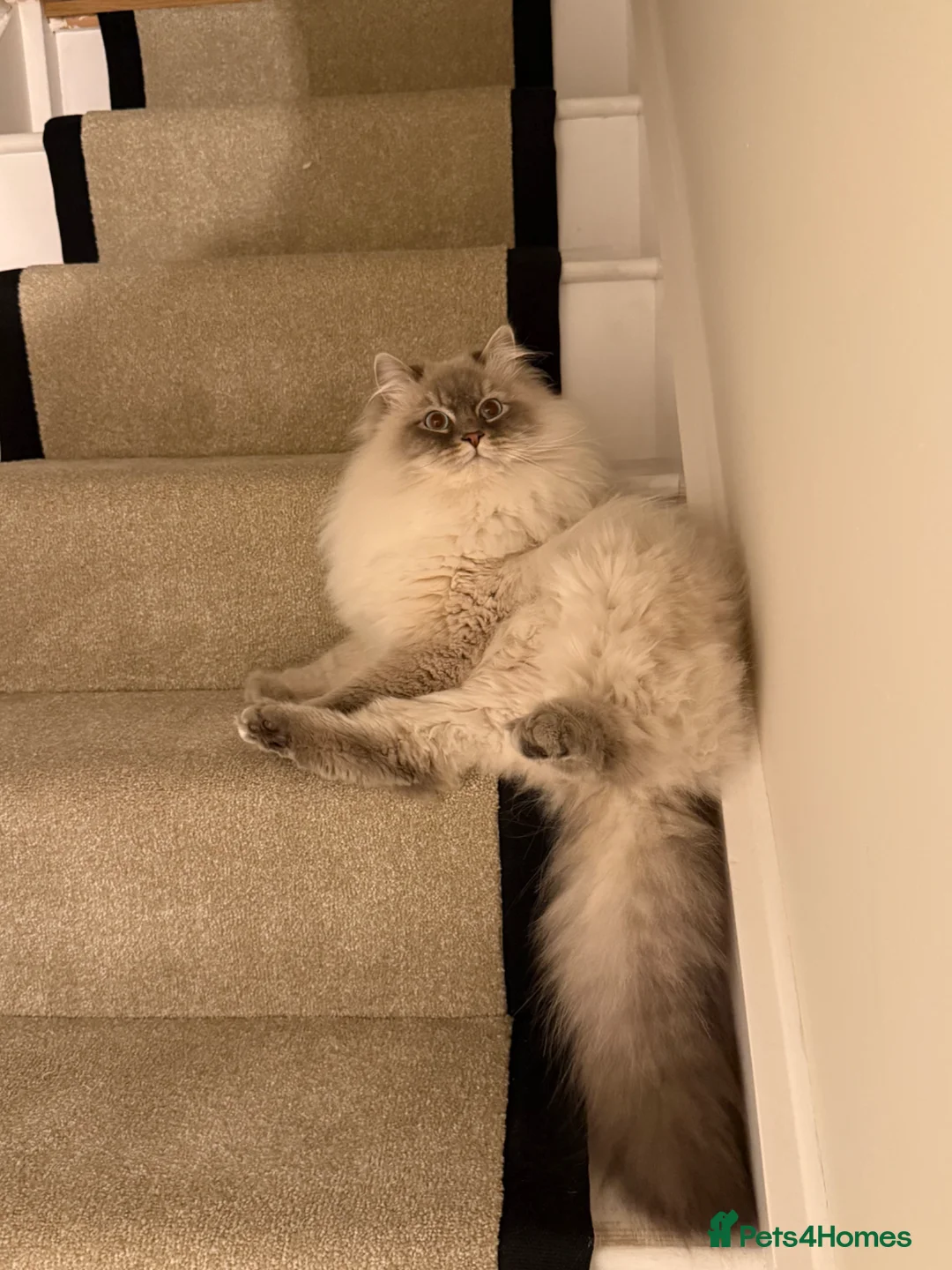 Siberian cats for sale: Siberian Neva Masquerade x2 - Advert 10