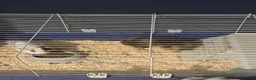 Guinea Pig rodents for sale: 2 male guinea pigs - Advert 1
