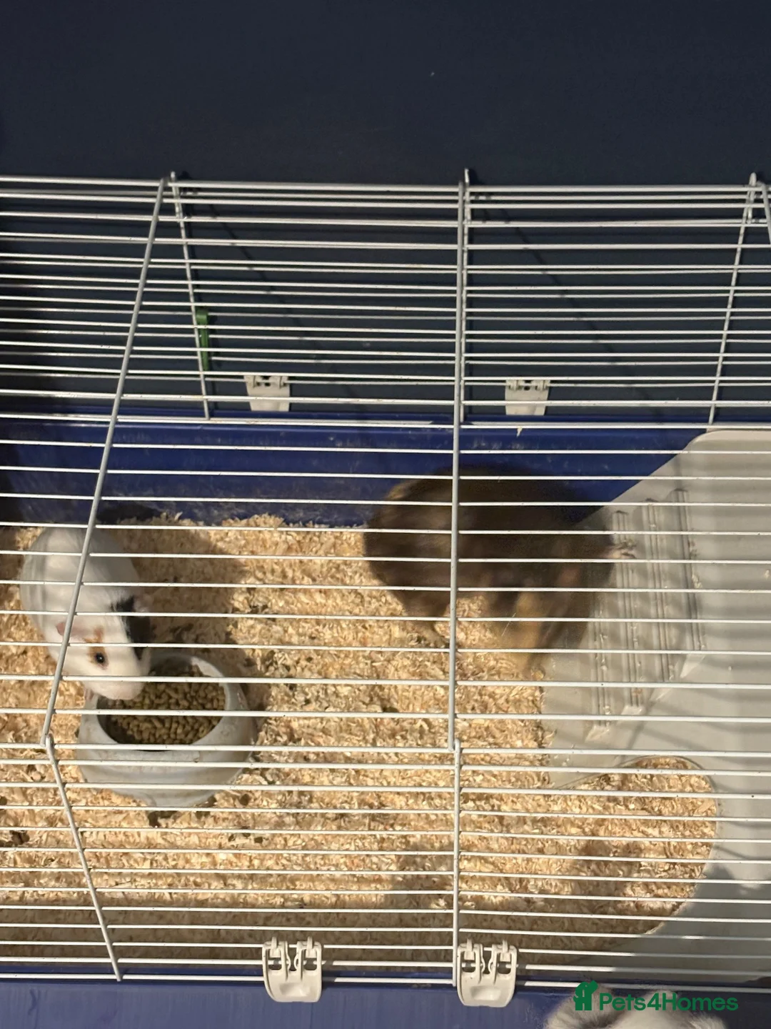 Guinea Pig rodents for sale: 2 male guinea pigs - Advert 1