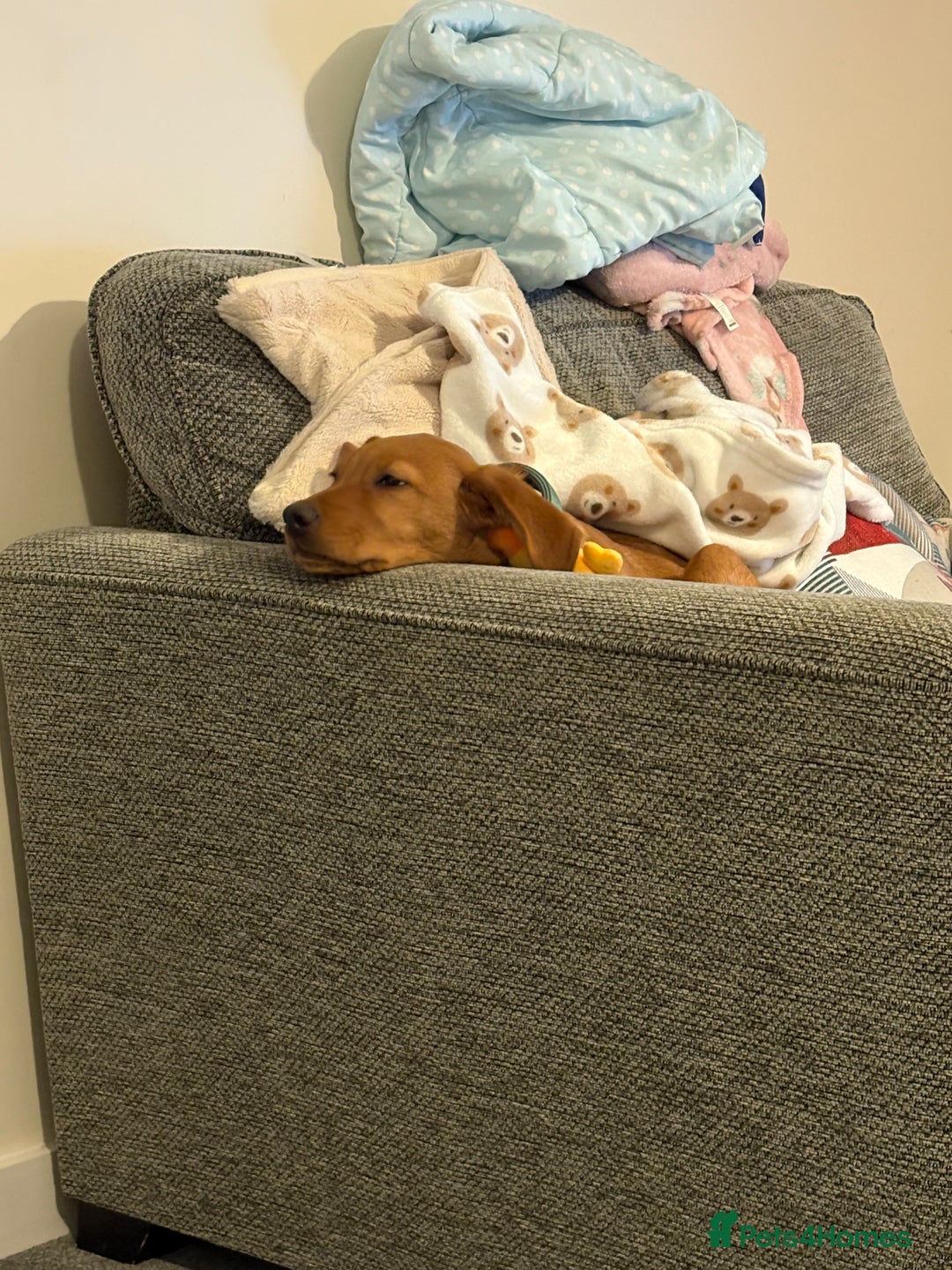 Labrador Retriever dogs for sale: Red Fox Labrador  - Advert 3